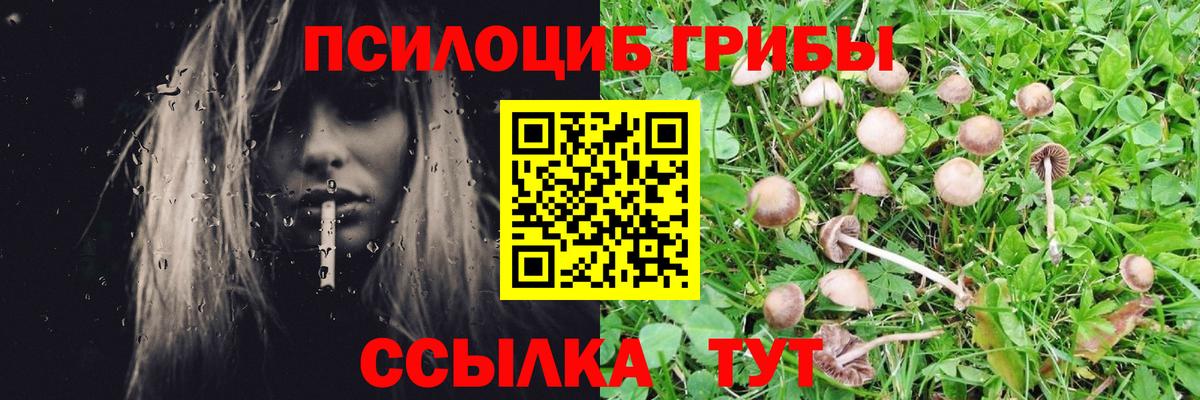 Галлюциногенные грибы Cubensis Новочеркасск